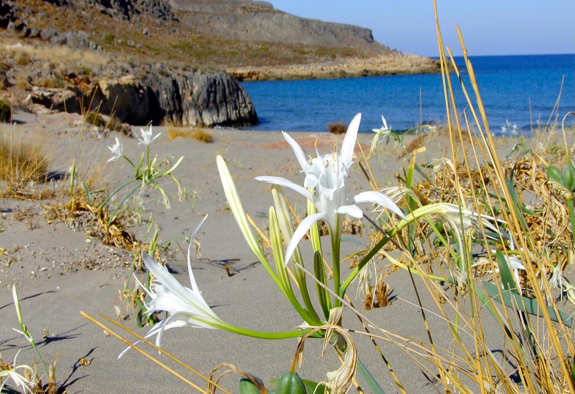 Olive Coast Suites Palekastro Exterior foto